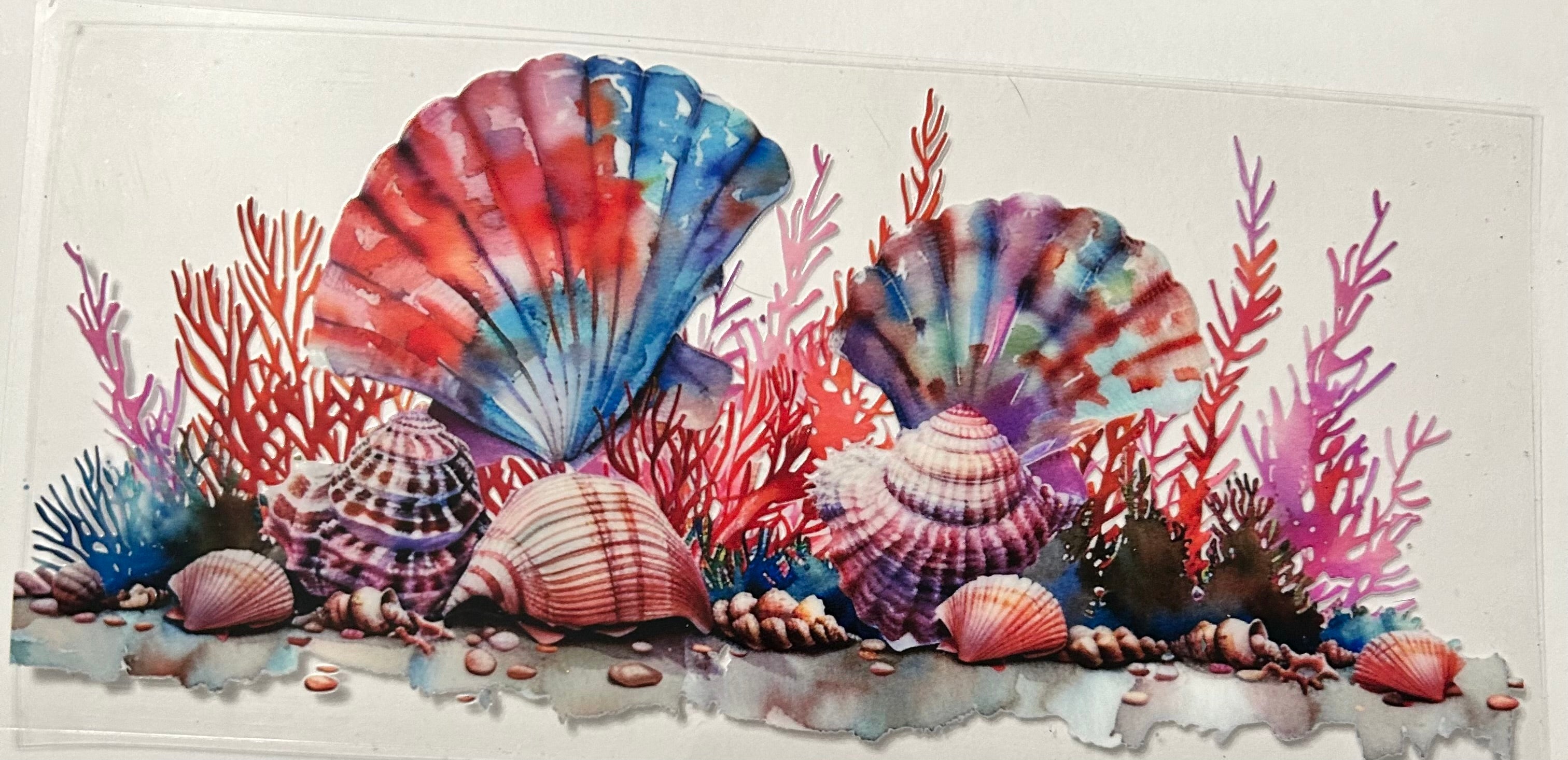 Seashells